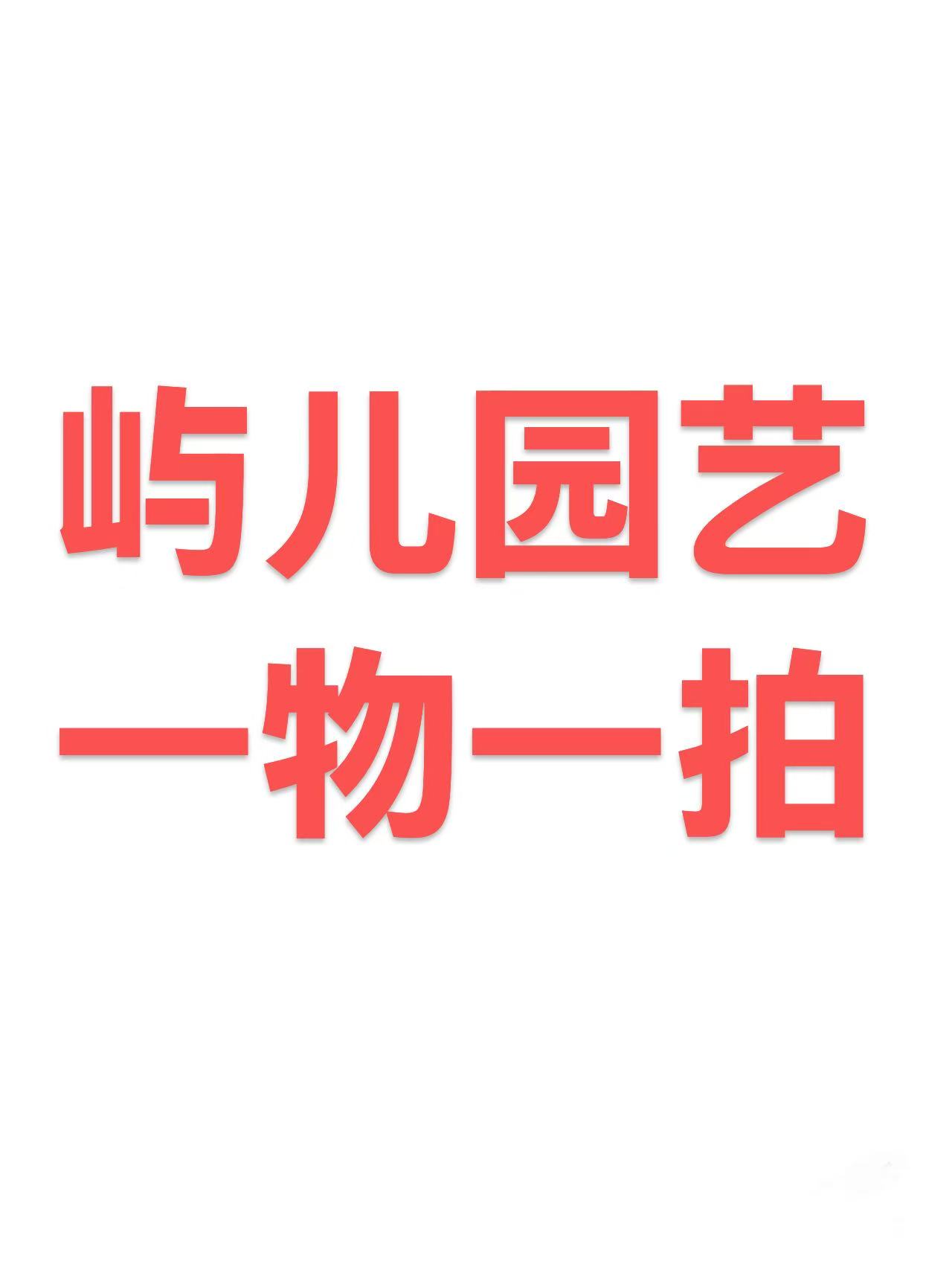 花卉绿植盆栽适合室内外种植可地栽