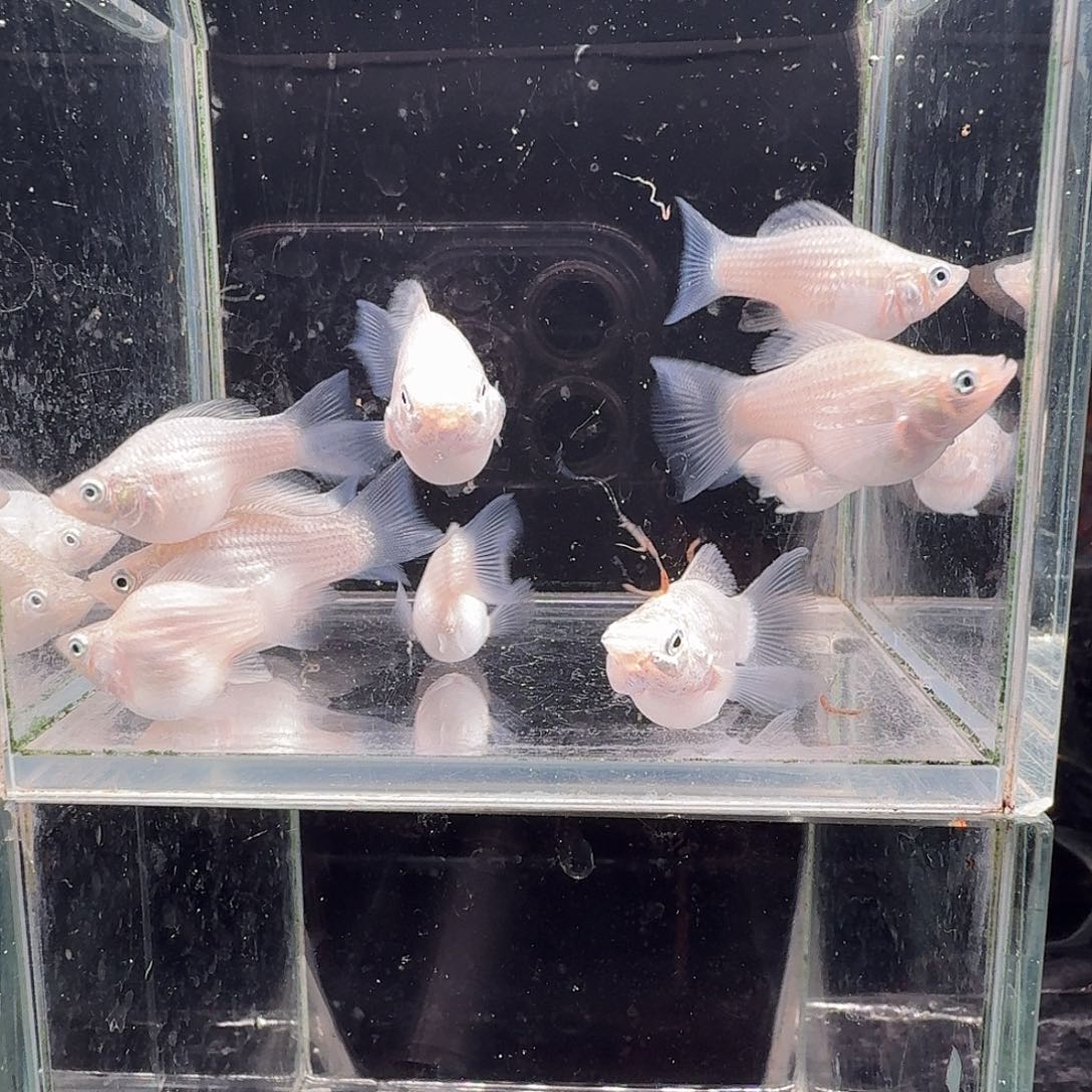 i***中海水鱼玛丽球12条不打对