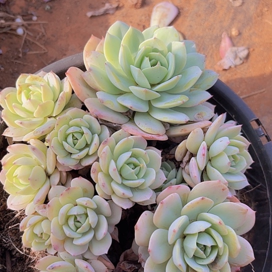 多肉植物，。，，，，，，，，，，，，，，，