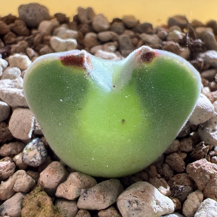 375。 青蛙种源三年大眼空蝉