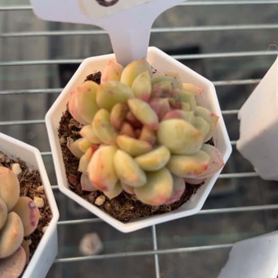 葡萄珍妮9号 一物一拍多肉