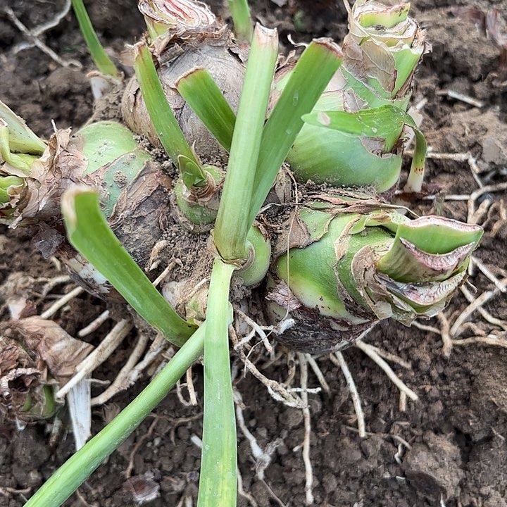 家**喵甜蜜有标包对版8177