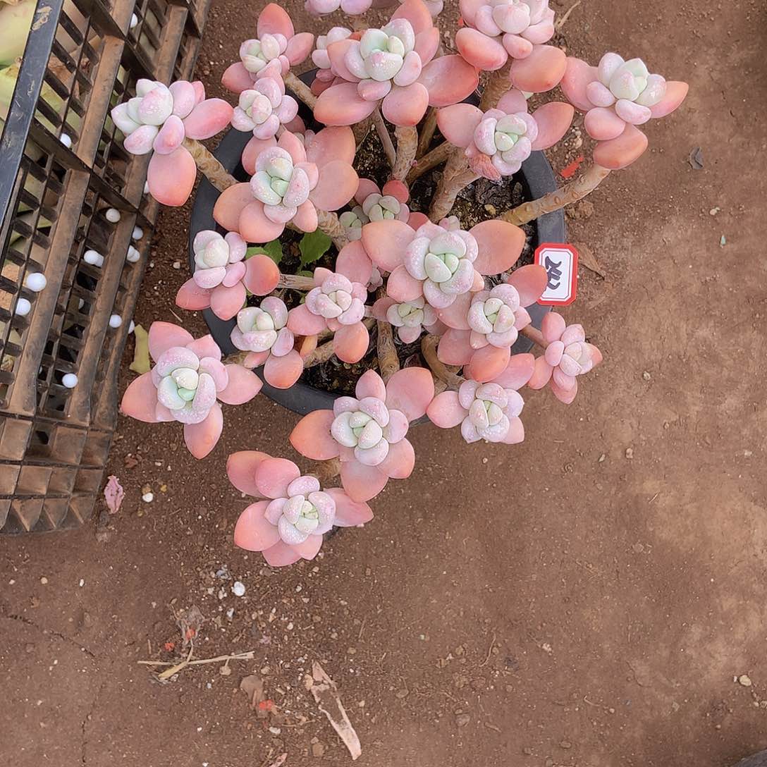 我**合老三多肉一物一拍家里242洛神