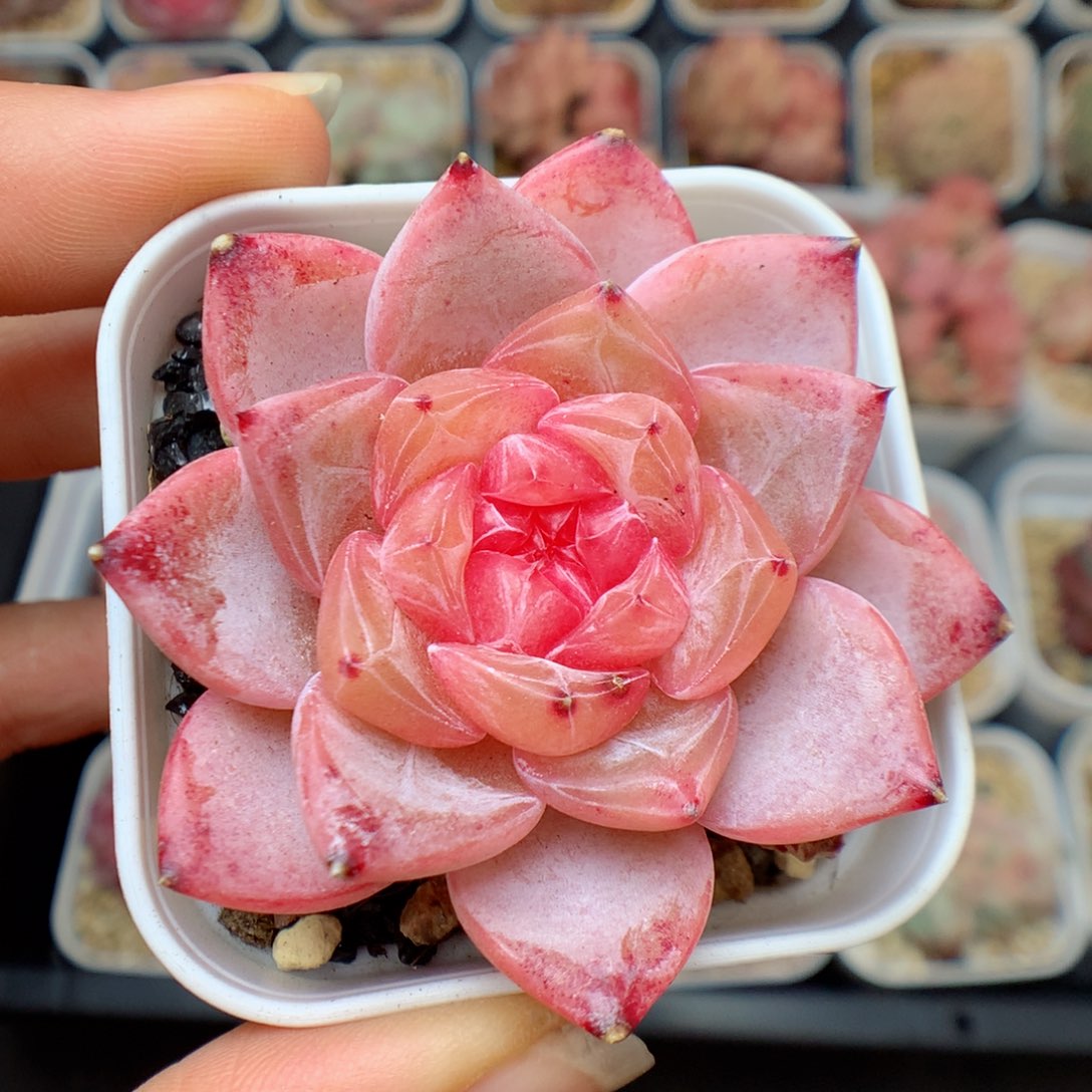 多肉植物。 糖心23