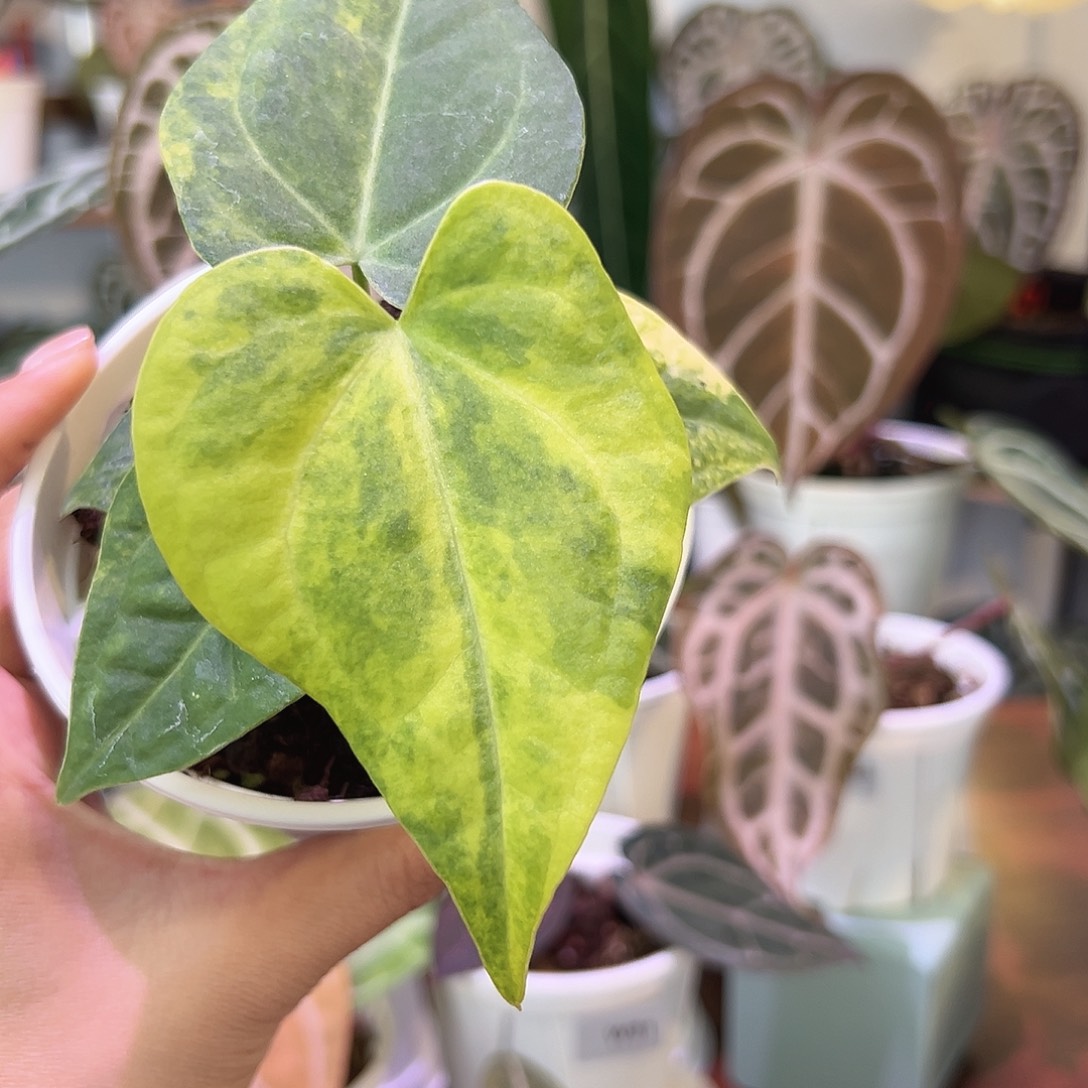 无花朵克莱恩锦花烛W71