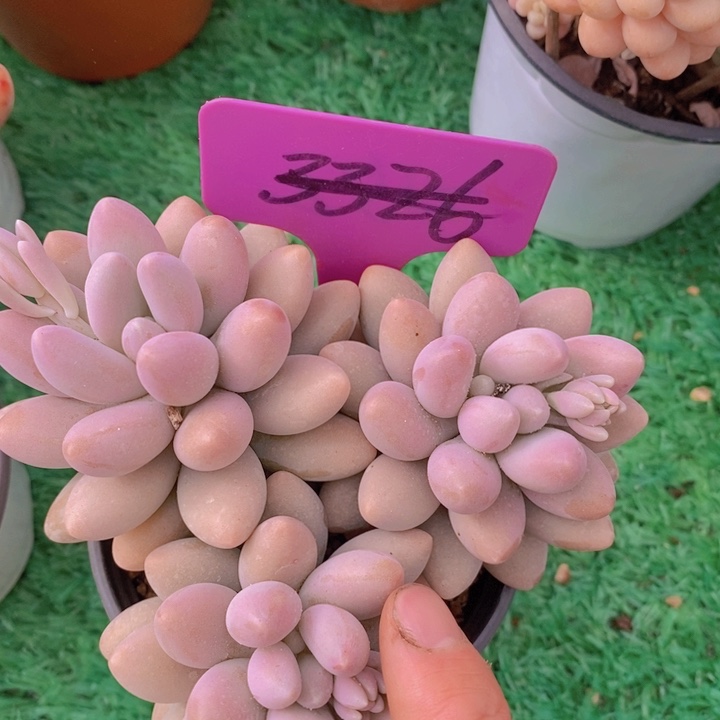 多肉植物，开心多肉