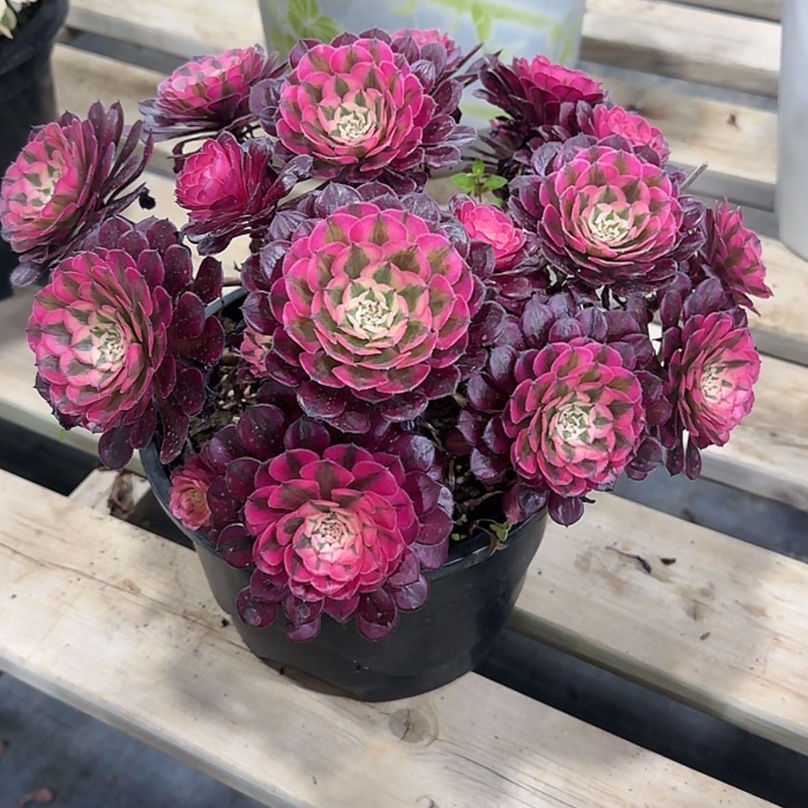 【闪购商品】法师多肉