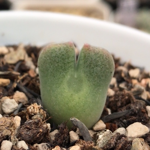 多肉肉锥 793空蝉