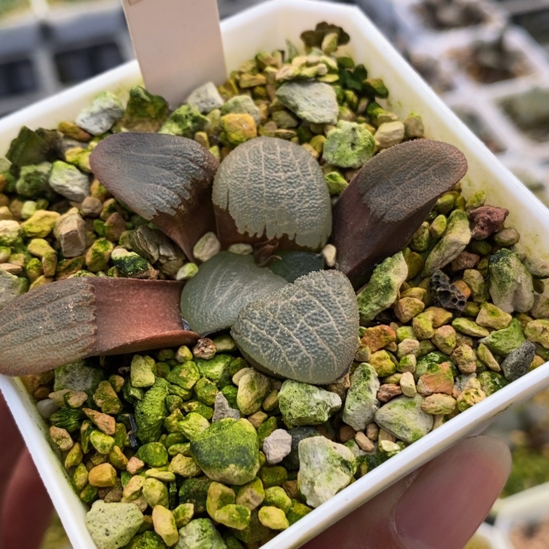 409大型丸叶克一物一拍