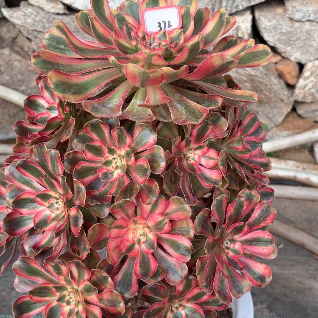 全部花朵大*372初恋多肉植物