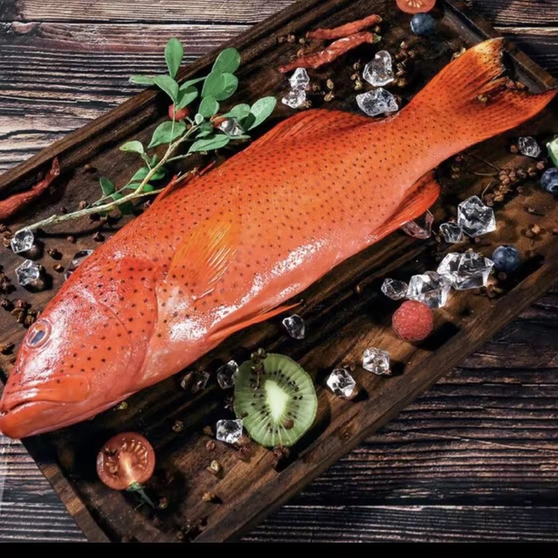 顺丰冷链 海捕东星斑 厦门发货 次日达