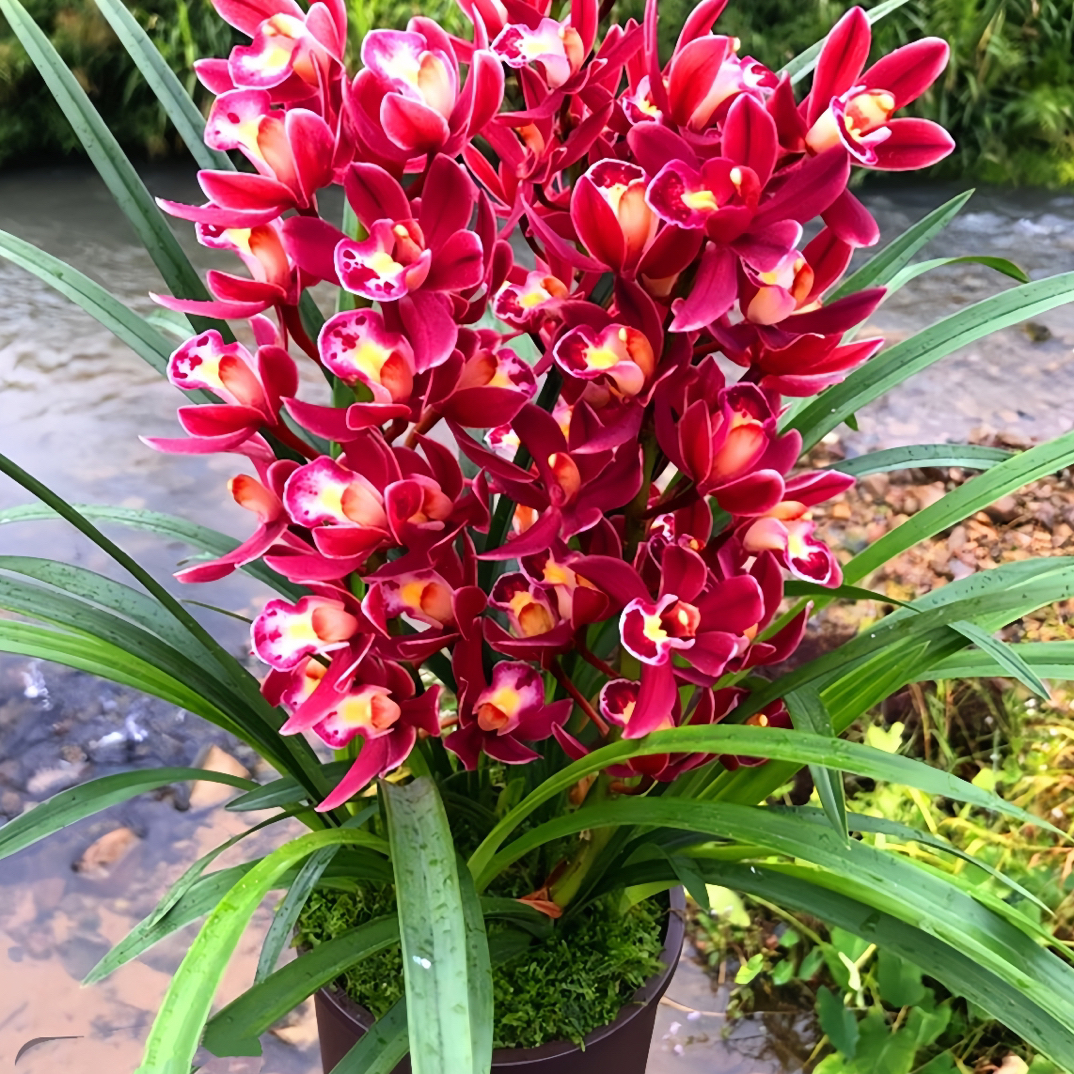 [红宝石]蕙兰兰花好养高雅珍稀浓香红花无下品