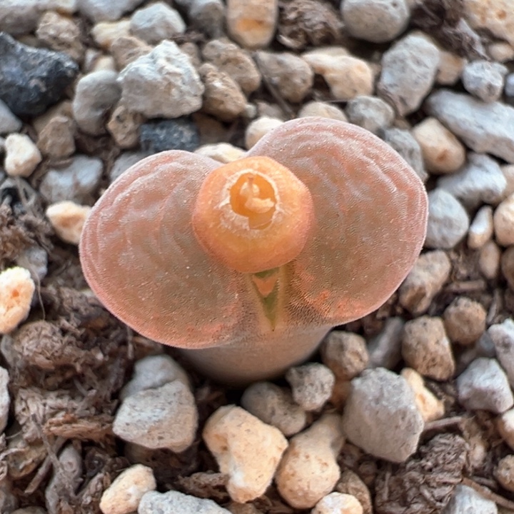 536。青蛙4年pnsp。   绒窗