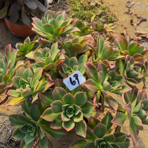 星辰多肉植物69多肉不包断