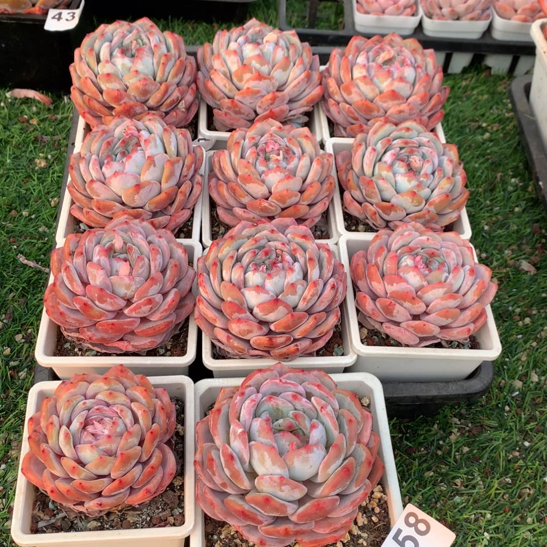 458橙子多肉植物组合