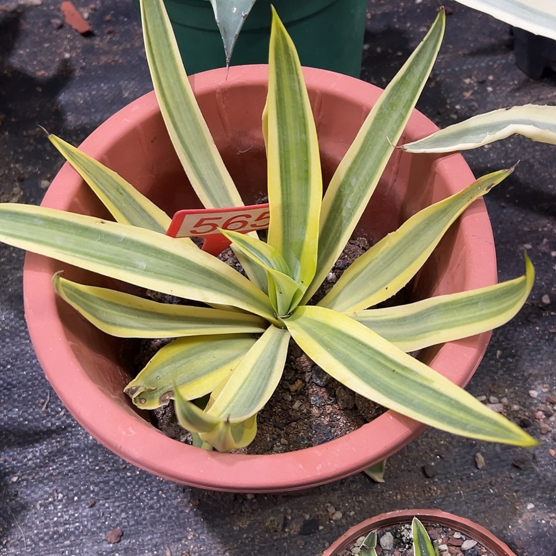 鹦鹉嘴糊斑锦龙舌兰