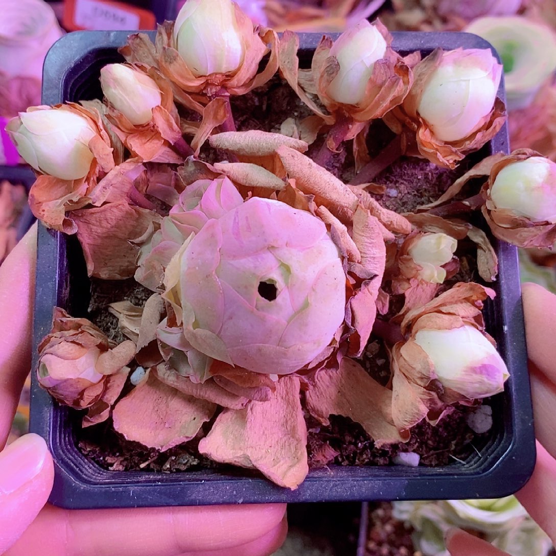 山地玫瑰一物一拍582姝帕优选