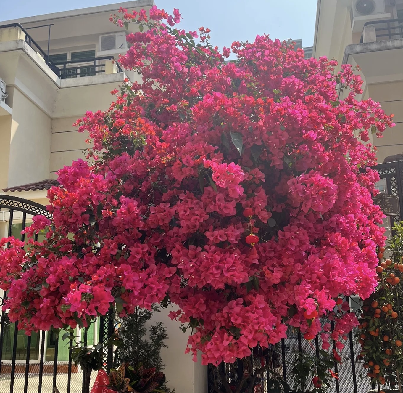 【同安红】花卉三角梅四季勤花基地直发