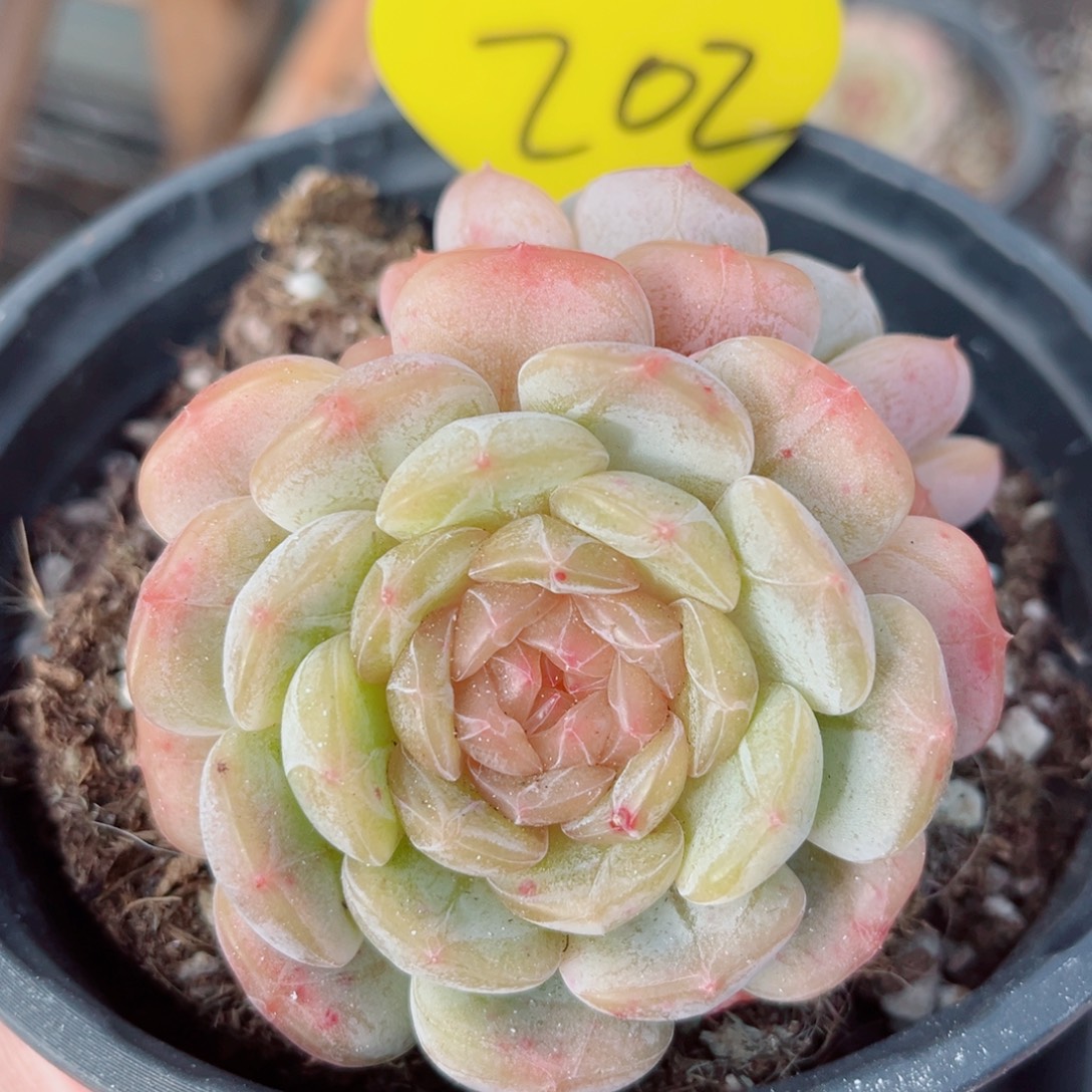 202号小老桩白恋双头