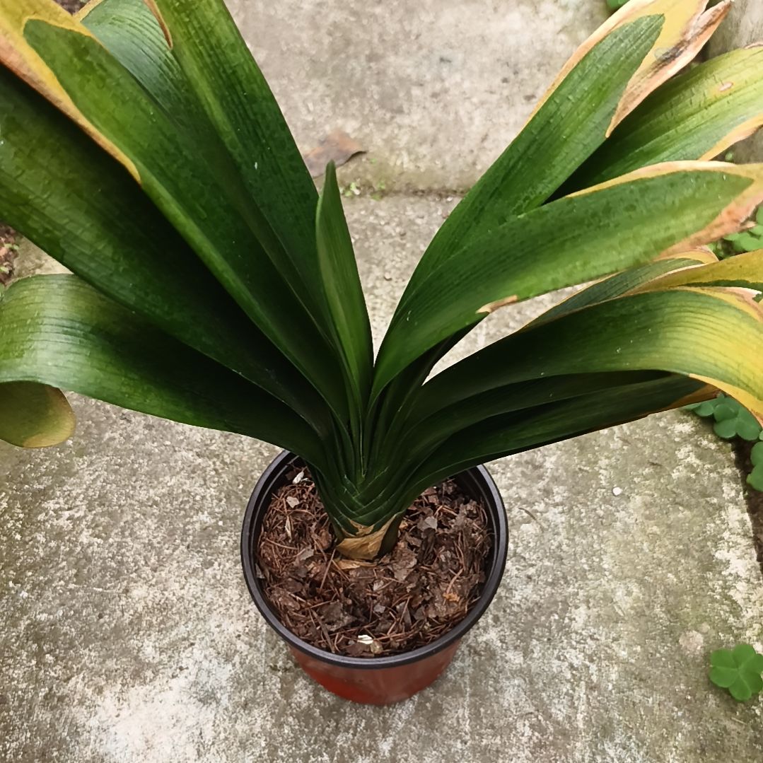 爱***鱼完全开放盲盒大苗残叶特惠一棵无售后