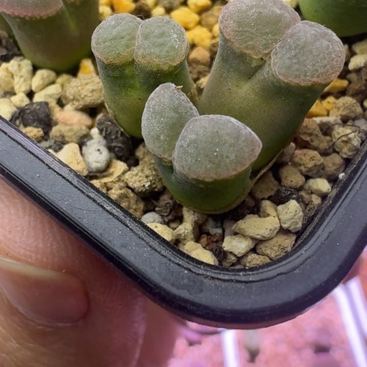 13号三头粉绒窗风铃一物一拍