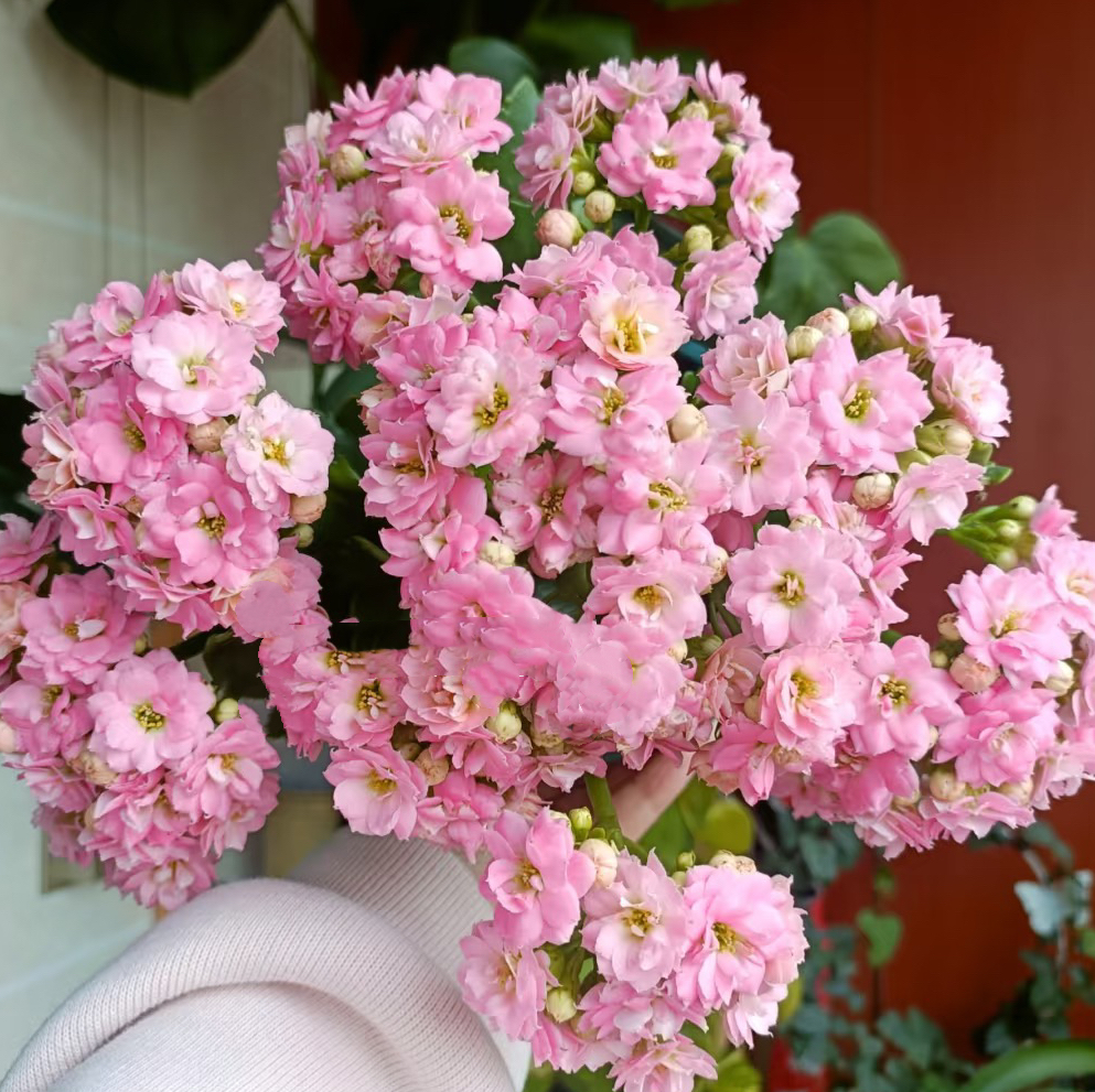 戴维斯 130盆 北京昊景