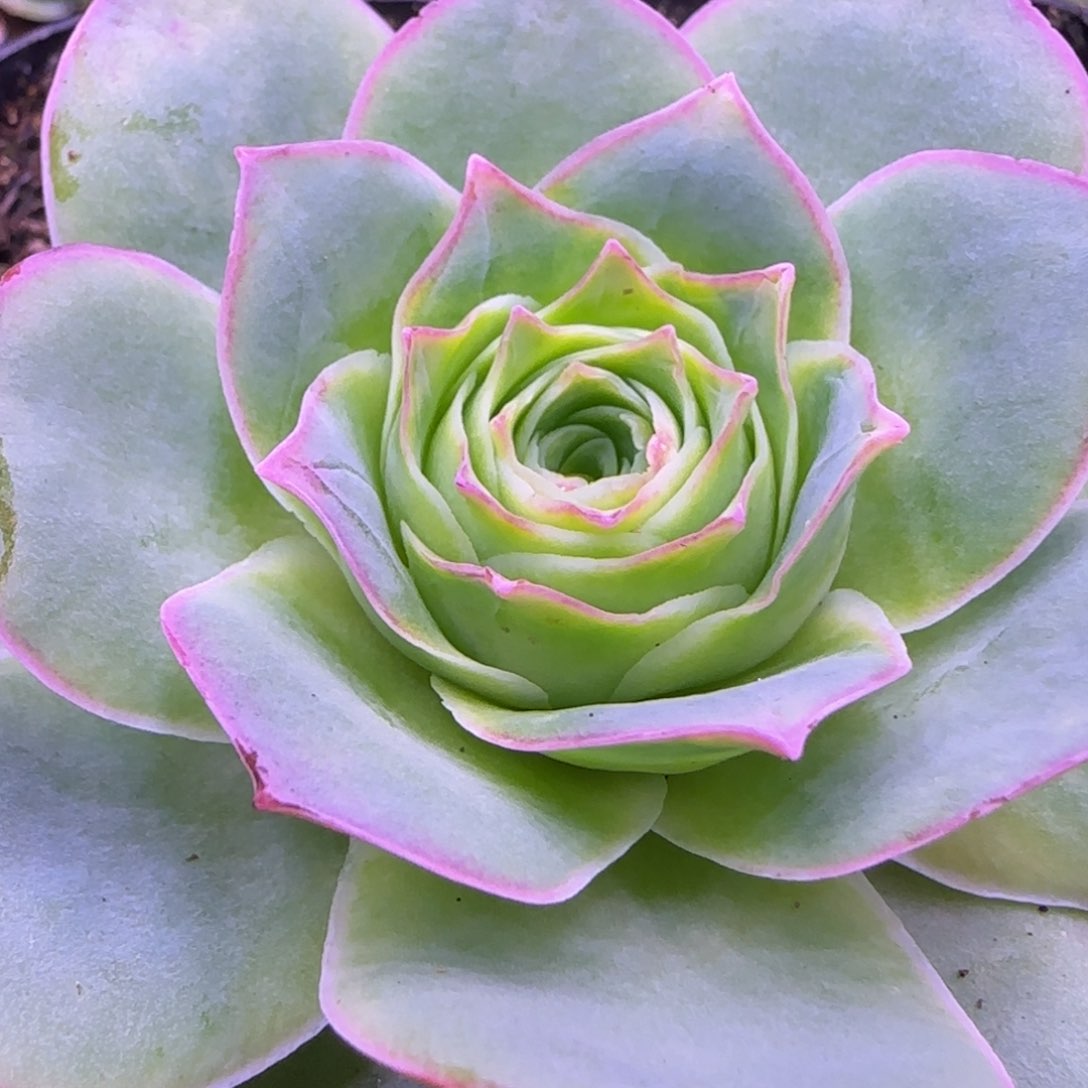 7厘米老庄玫瑰414242727272