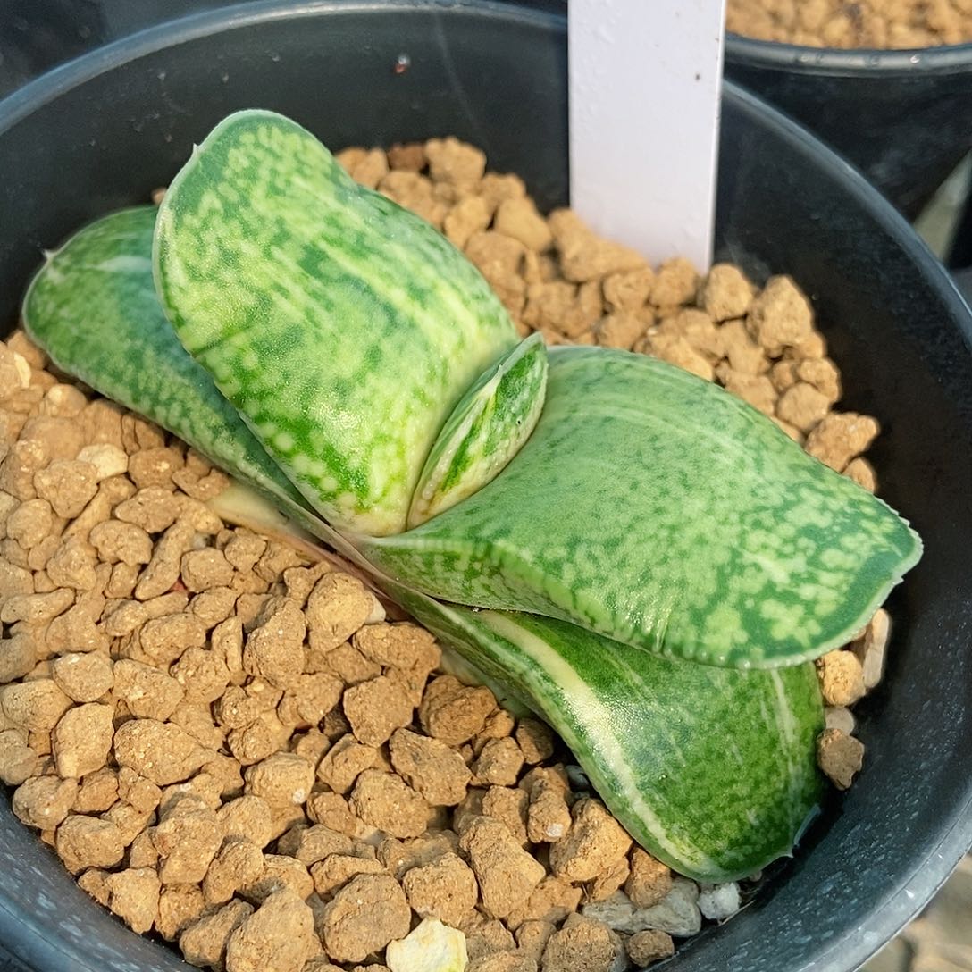 892恐龙卧牛实生锦带盆发货