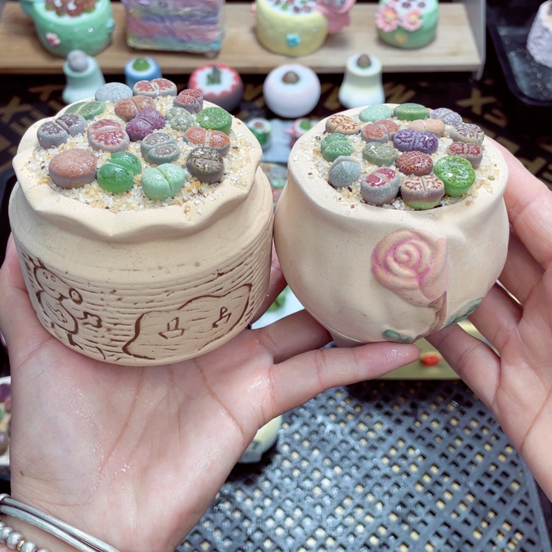 w8978 带盆土发货一物一拍