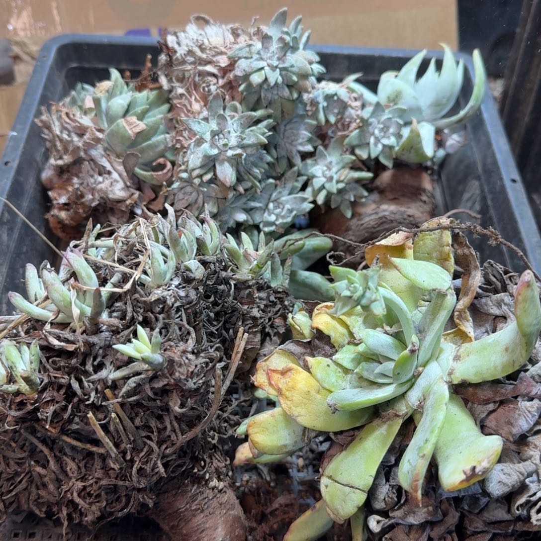 2001瑕疵框拍不售后