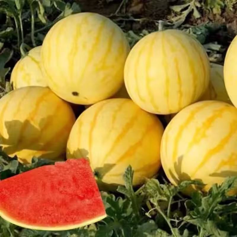《农人老三》金麒麟西瓜新鲜水果 脆爽多汁顺丰包邮g西瓜同城送海南省