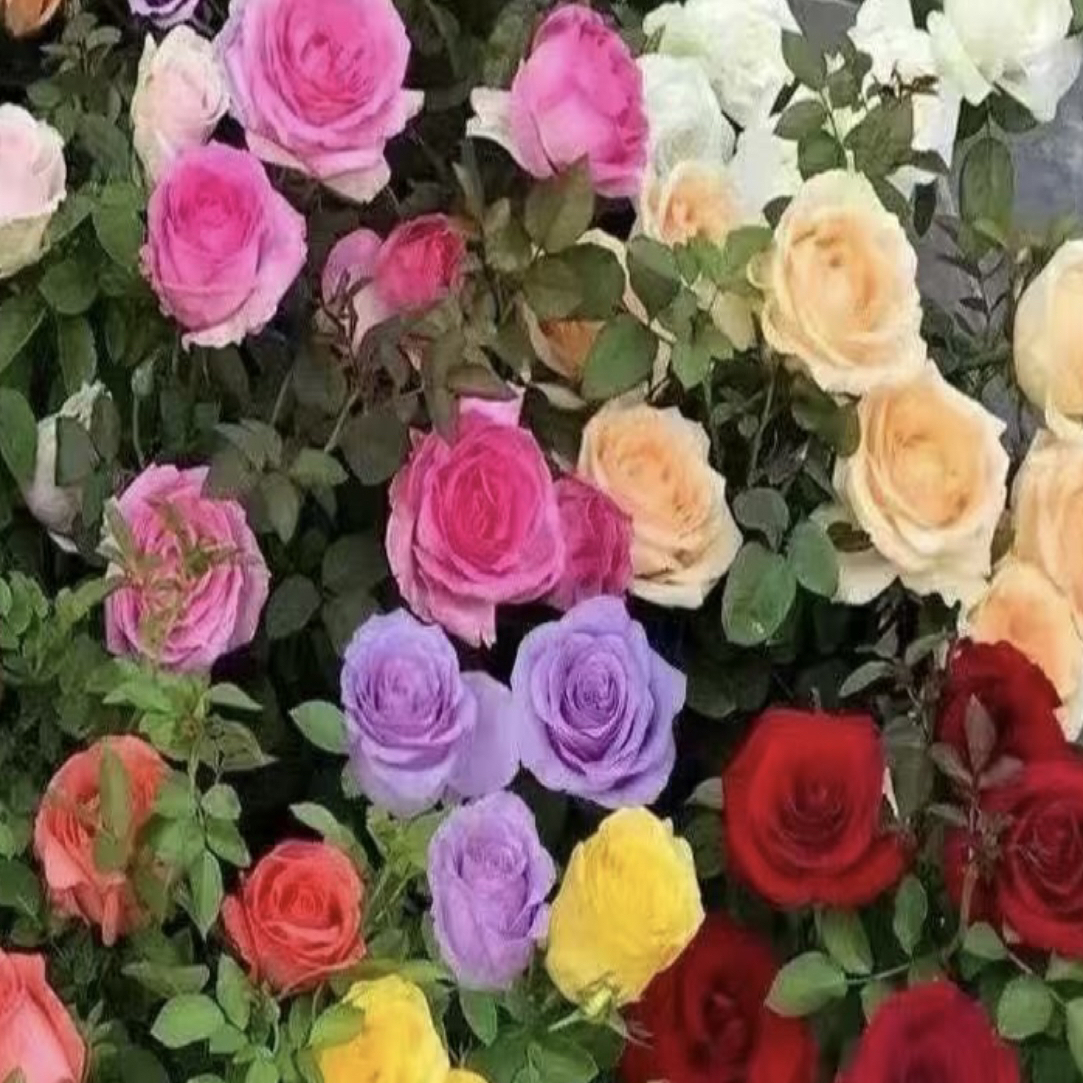 ［2到3个混色福利款］庭院阳台四季开花月季三国花