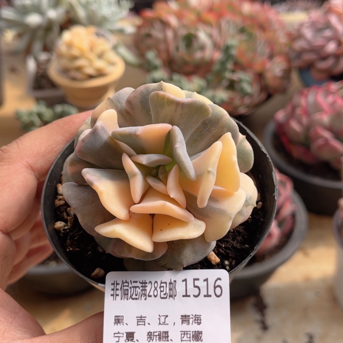 【闪购商品】1516雪精灵锦