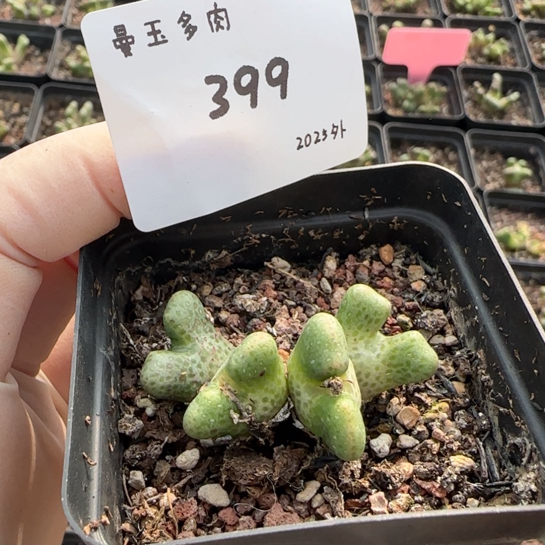 薇*多肉多肉多肉2025-399