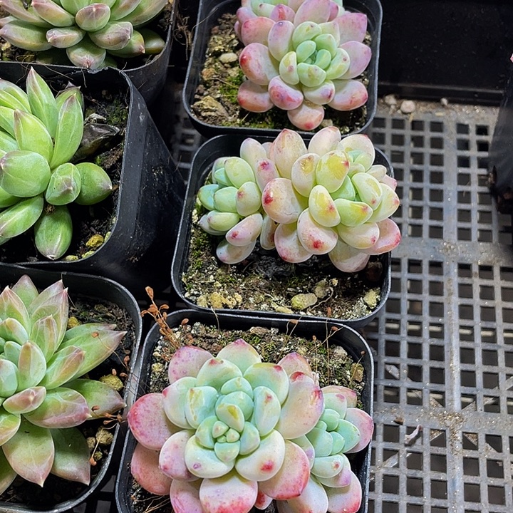 洛奇2.8带盆土发货