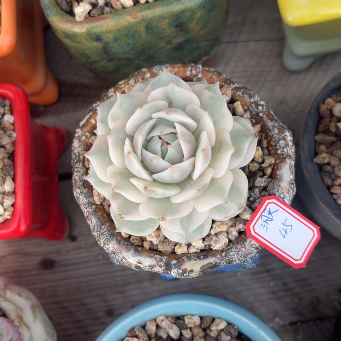 三****多肉植物多肉植物