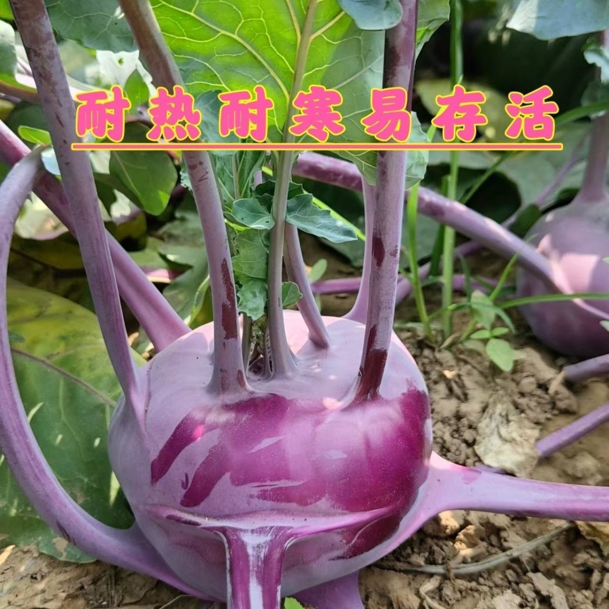 【热销】【畅销新品】紫苤蓝水果绿苤蓝四季耐热耐寒香脆甘蓝蔬菜新鲜