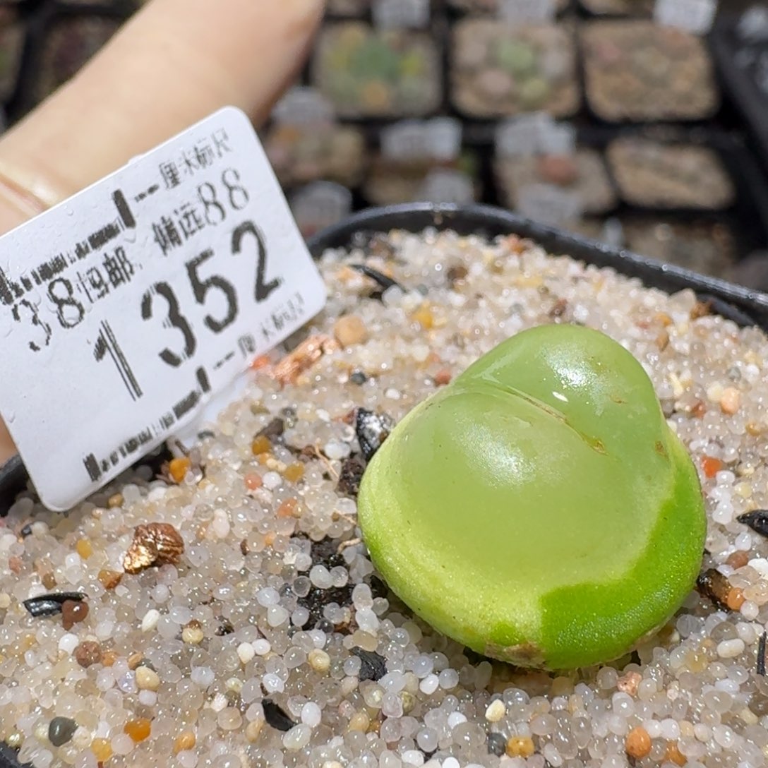 zz生石花肉锥1352