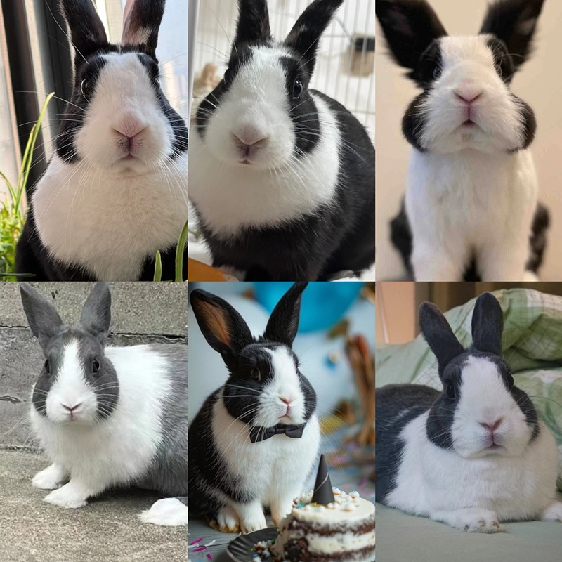 宠物活体全款振宇宠物