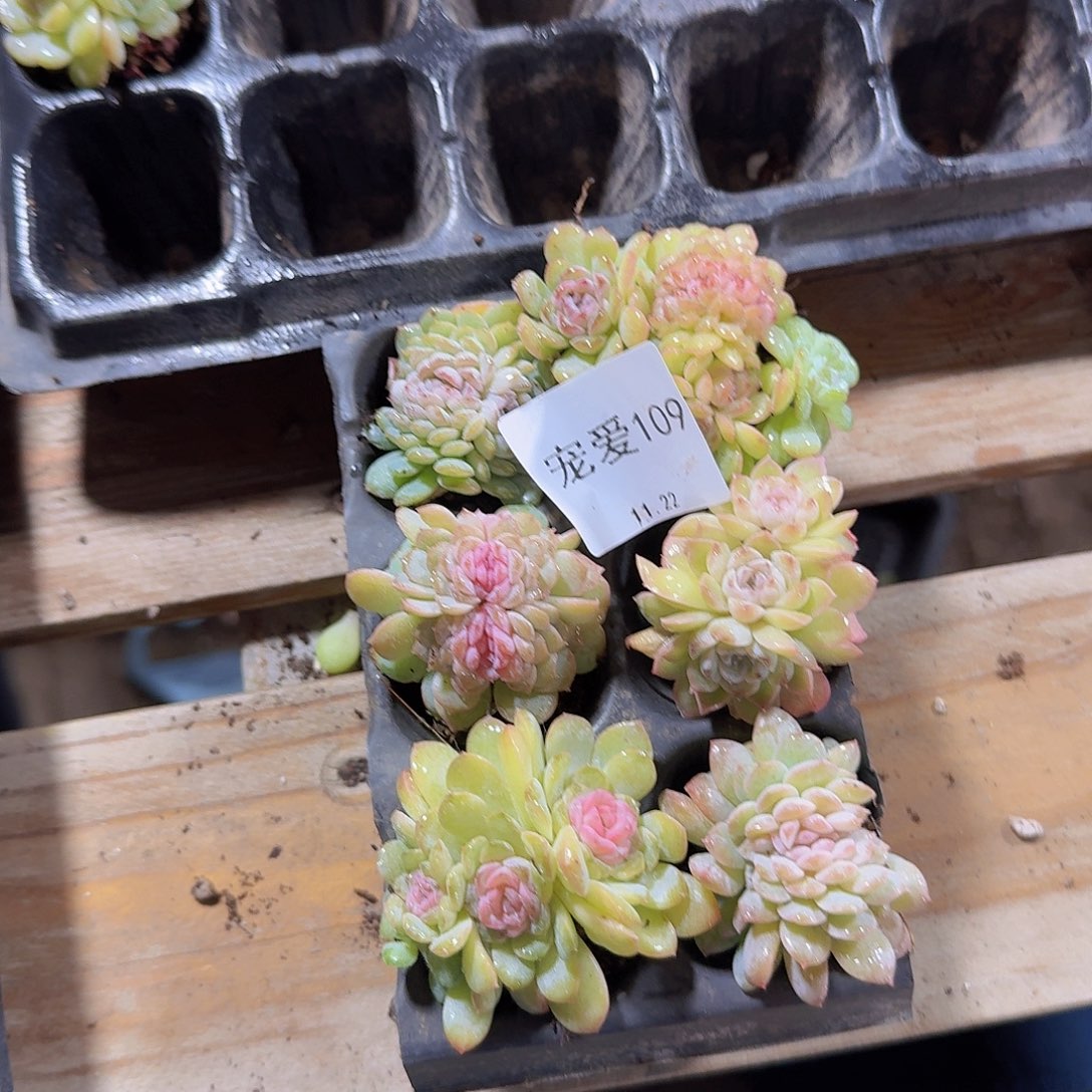 直播福利一物一拍109