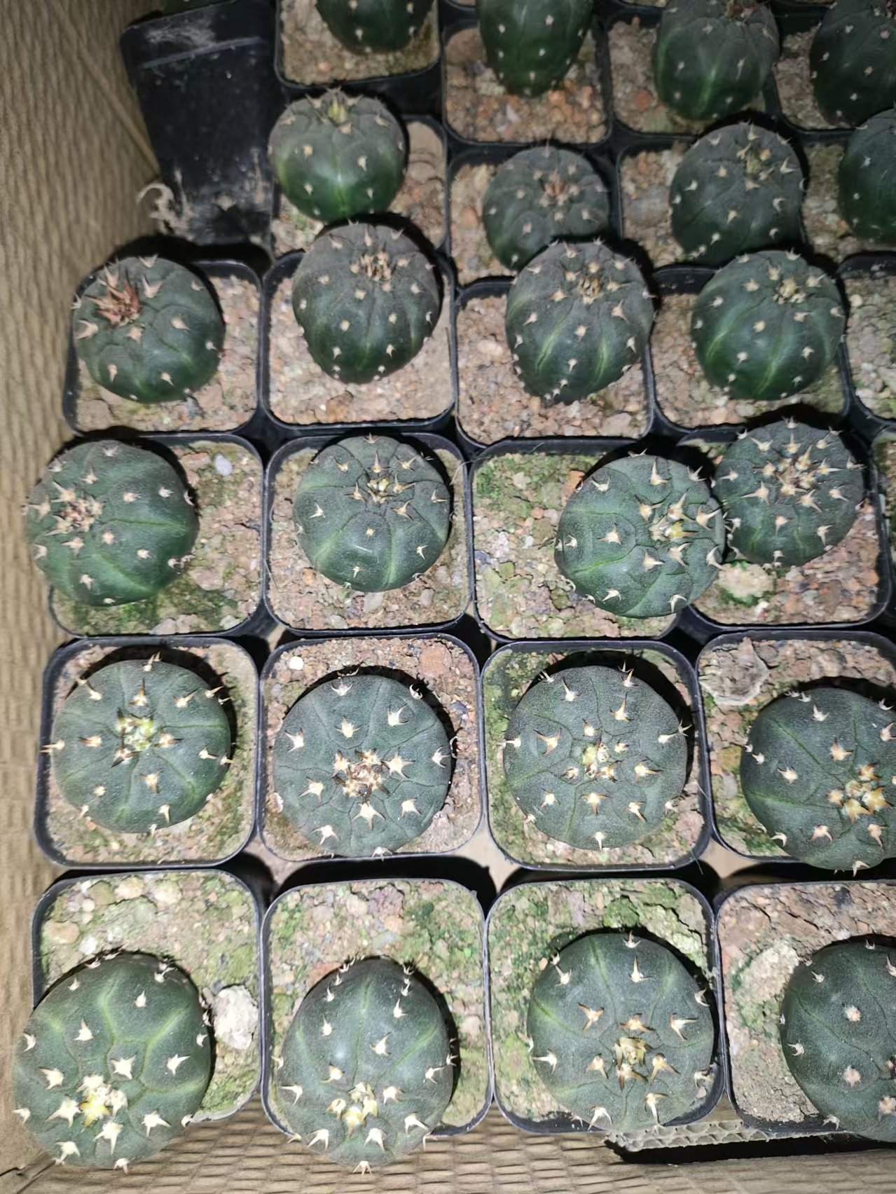 二妹园艺（小猫爪 实生根）好花色仙人球满18包邮随机发