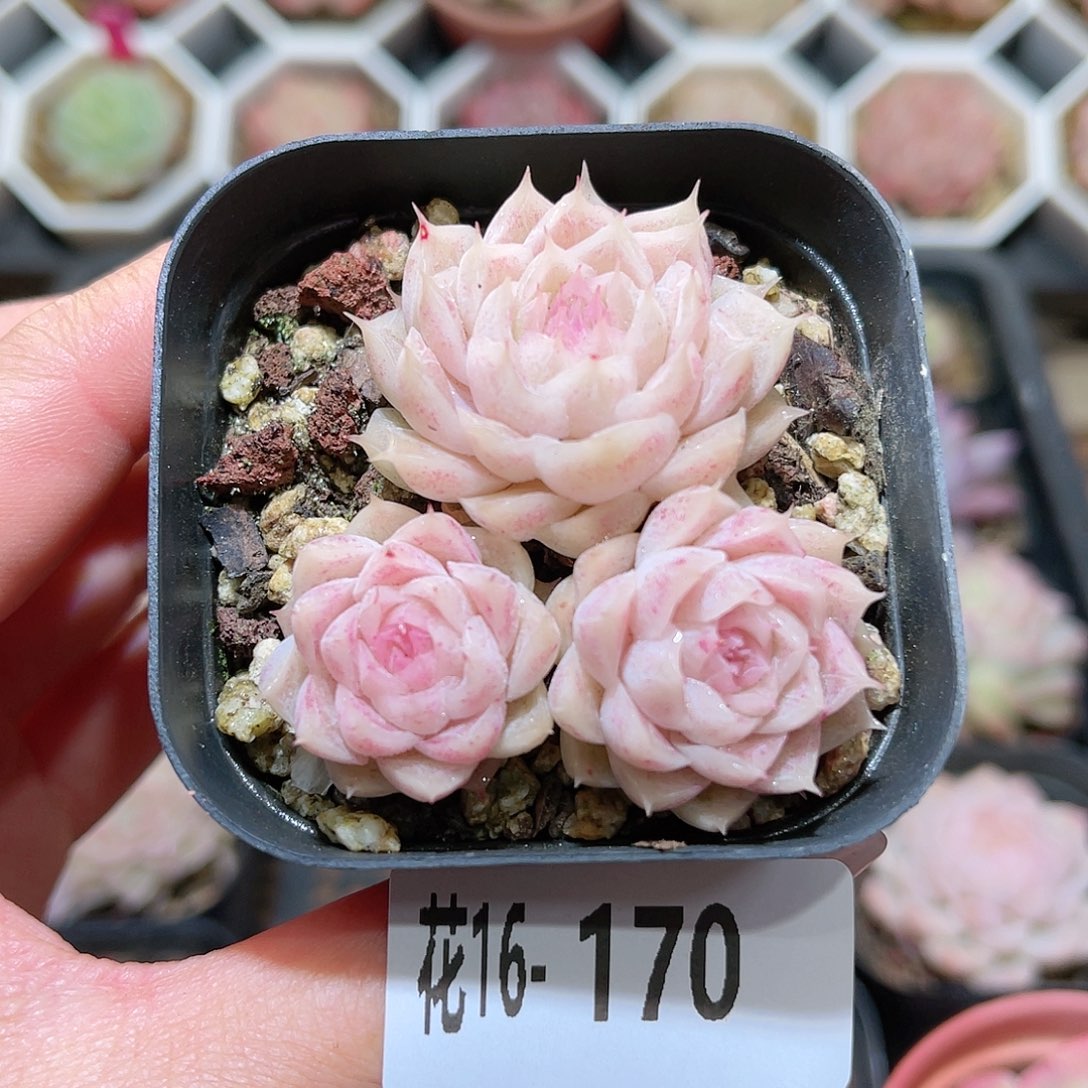 花利美16-170麦秆