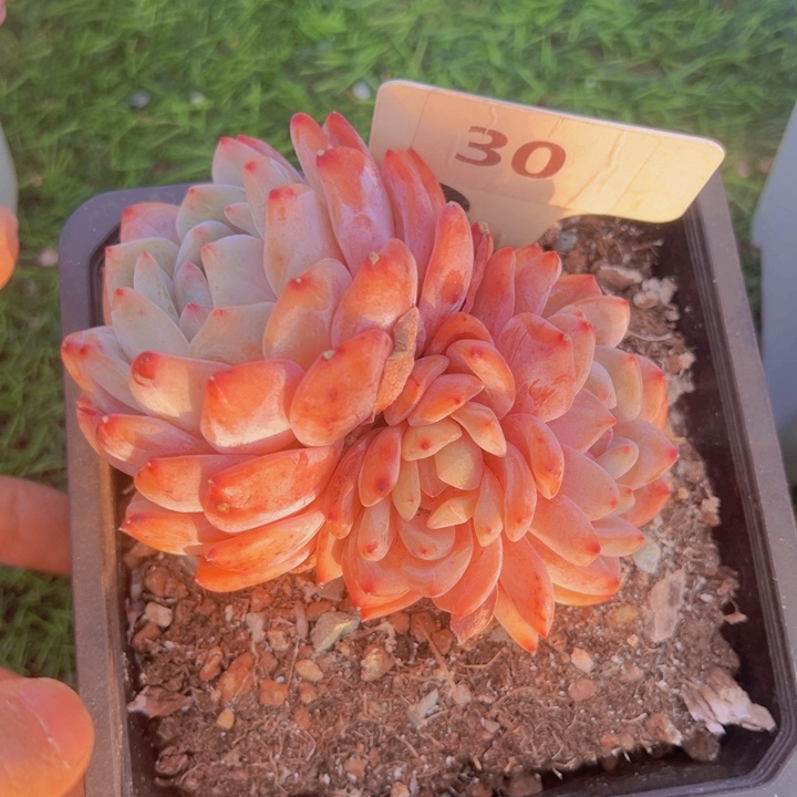 健健康康平平安安