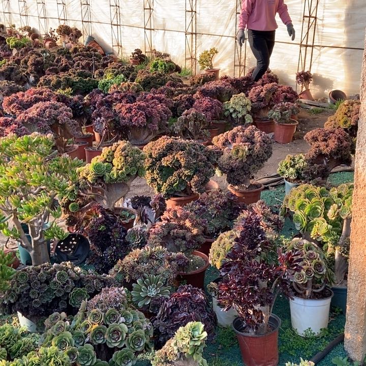 小*668迈巴赫缀化