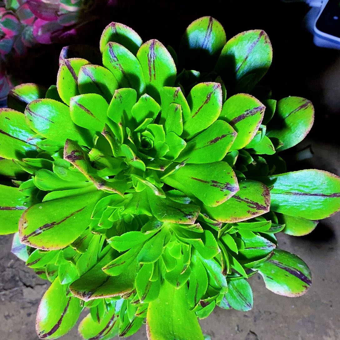 碧火多肉开播福利