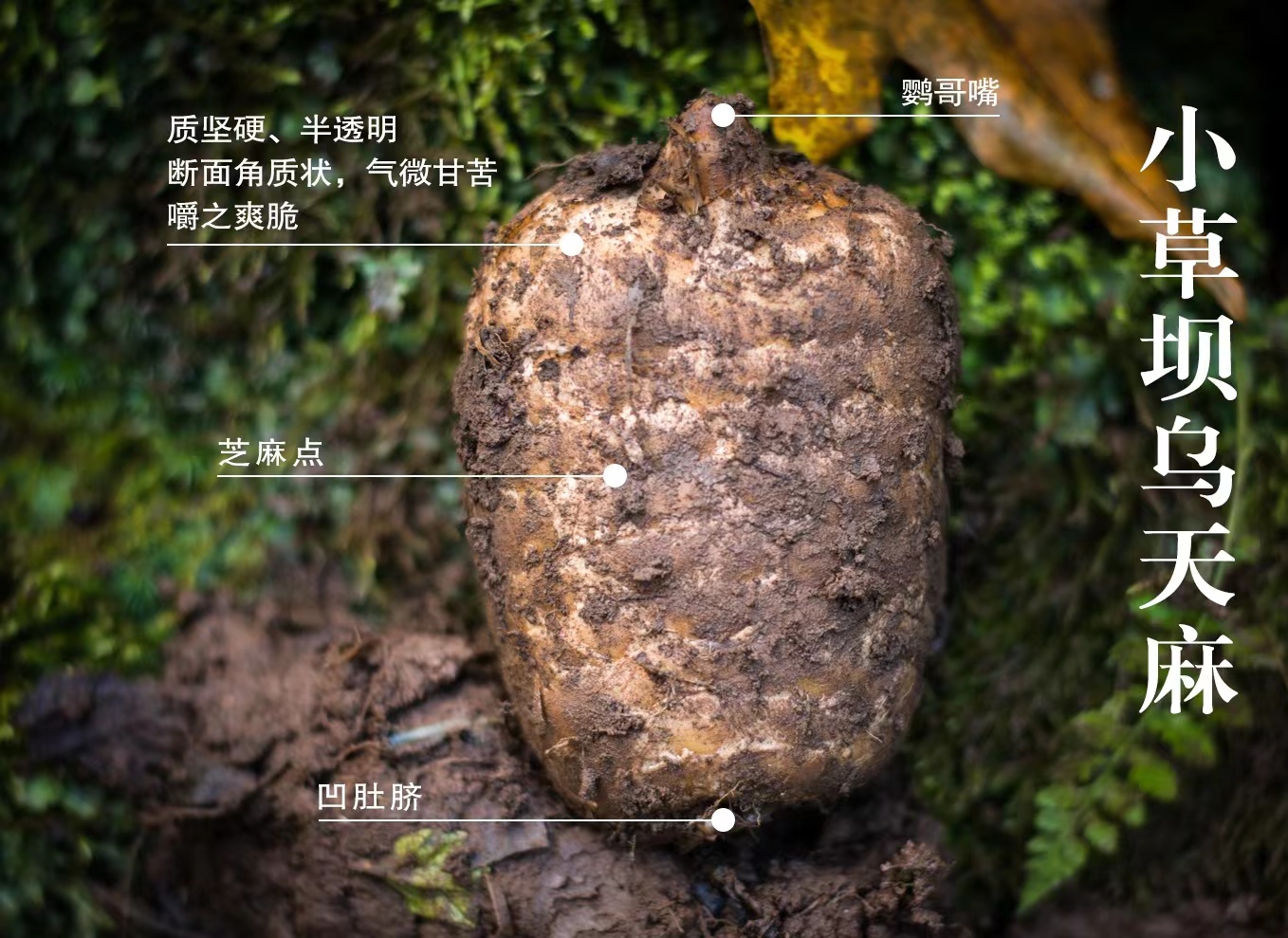 云南昭通小草坝林下种植新鲜天麻