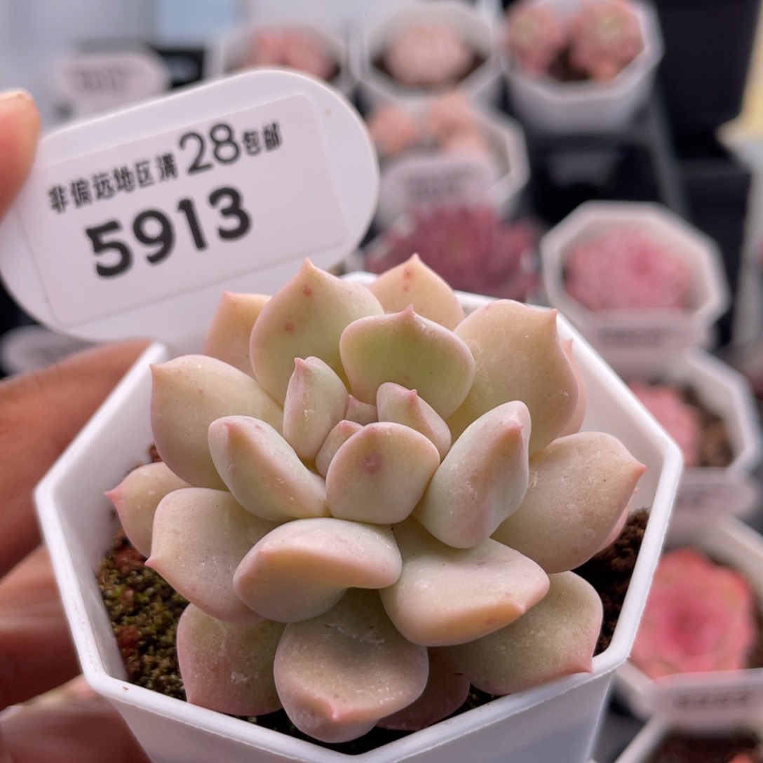 超奶5913-5.5厘米