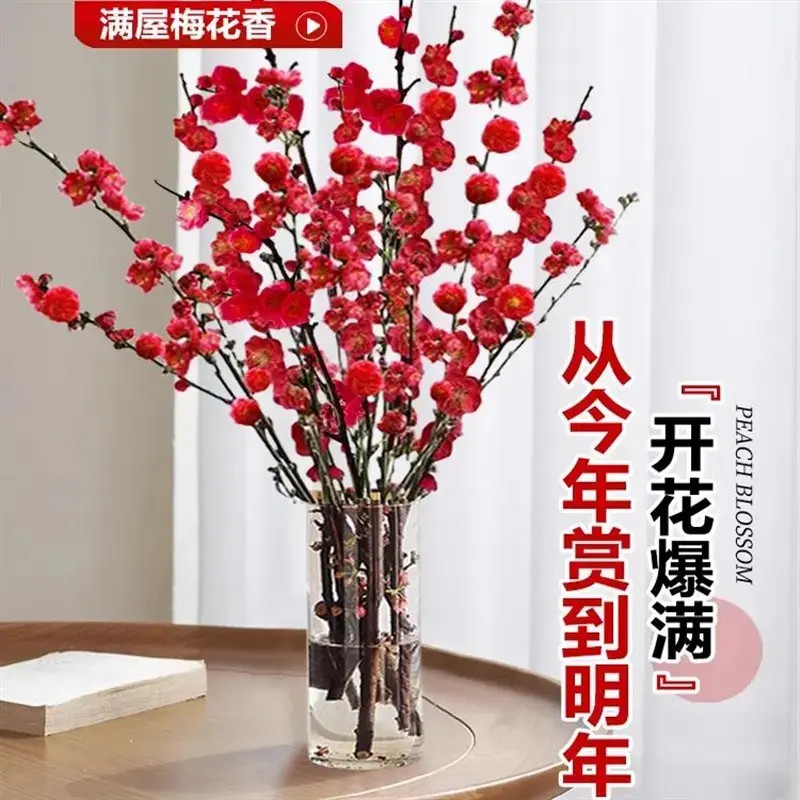 红梅水培鲜枝干枝带花苞鲜花植物室内水养桃花支腊梅花懒人好养活