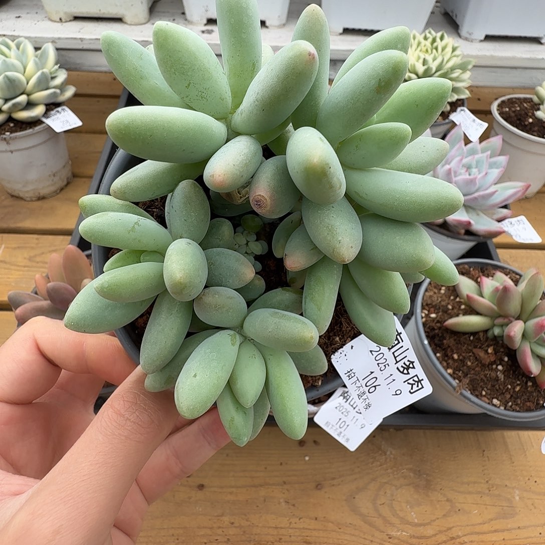 五头白兰地1111109-106