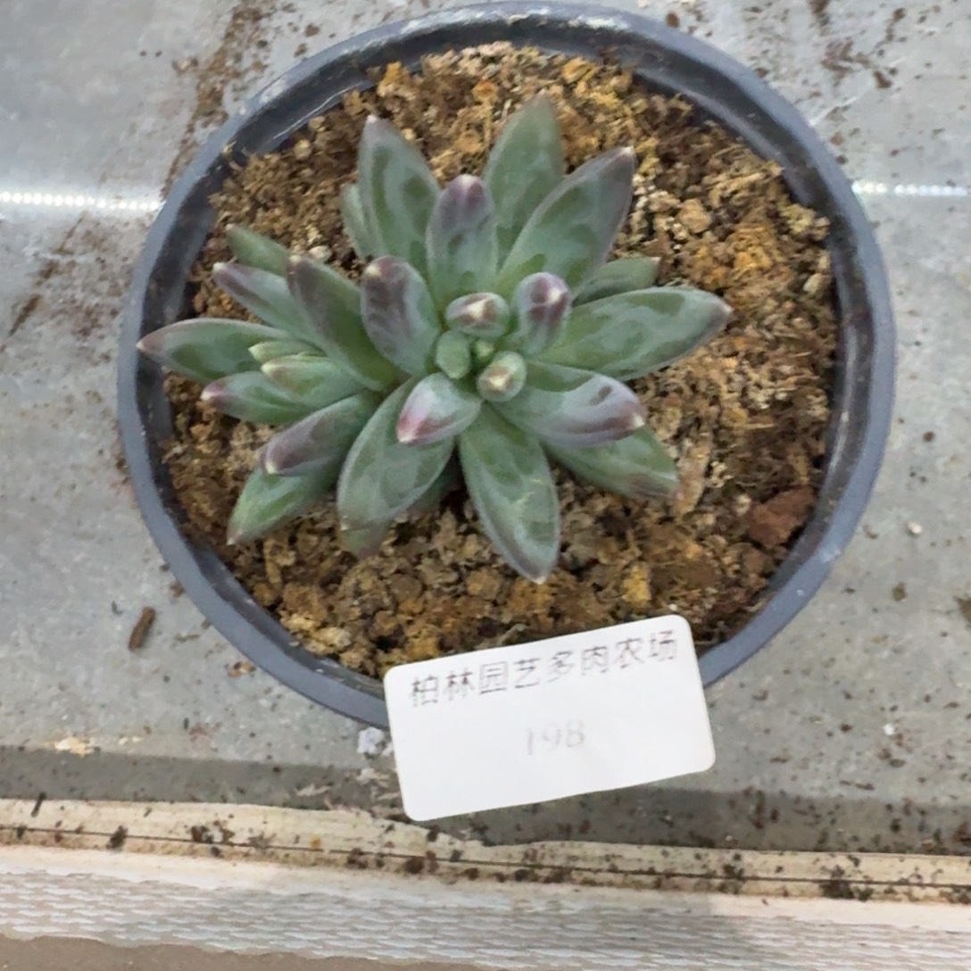 198 美人杂交 一物一拍